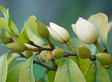 含笑種植|含笑花怎麼養？